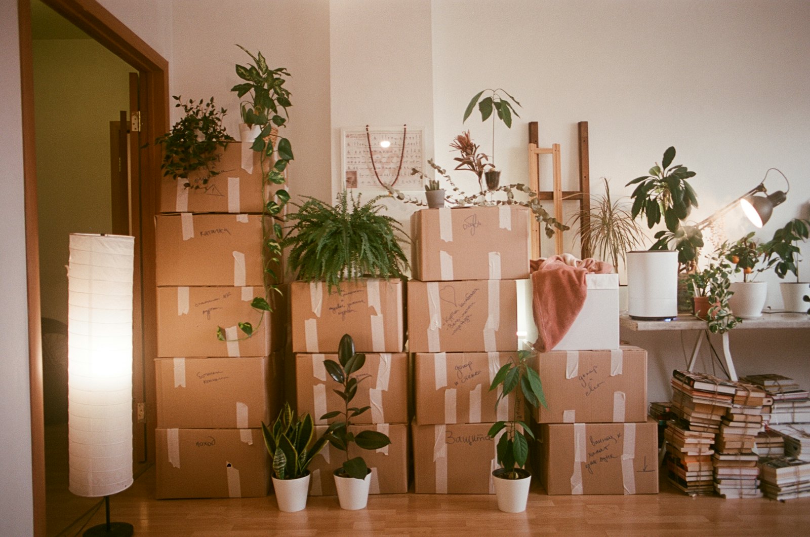 Stacked moving boxes with handwritten labels in a sunlit room, with houseplants on and around them and bundles of books on the floor.